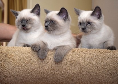 WK13_2016-07-13, 024_Teigen, Elsha en Qwin