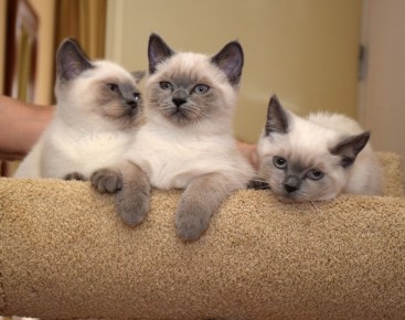 WK13_2016-07-13, 026_Teigen, Elsha en Qwin