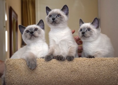 WK13_2016-07-13, 027_Teigen, Elsha en Qwin