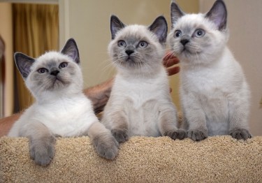 WK13_2016-07-13, 037_Teigen, Elsha en Qwin